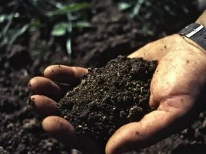 Определения содержания нитратов в почве